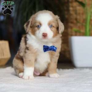 Tango, Miniature Australian Shepherd Puppy